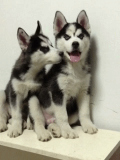 同时养好几只狗狗是一种怎样的体验?你太天真了