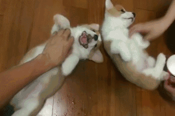 同时养好几只狗狗是一种怎样的体验?你太天真了