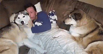 同时养好几只狗狗是一种怎样的体验?你太天真了