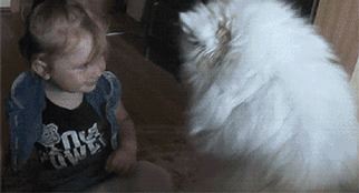 狗狗这十种暴力示爱方式,哪种让你最感动?