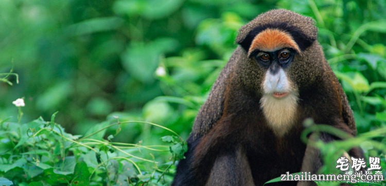 世界上最多彩的动物,看到最后的毛毛虫我炸了
