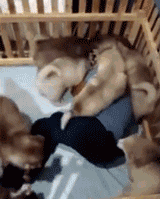 同时养好几只狗狗是一种怎样的体验?你太天真了