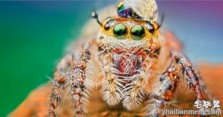 世界上最多彩的动物,看到最后的毛毛虫我炸了