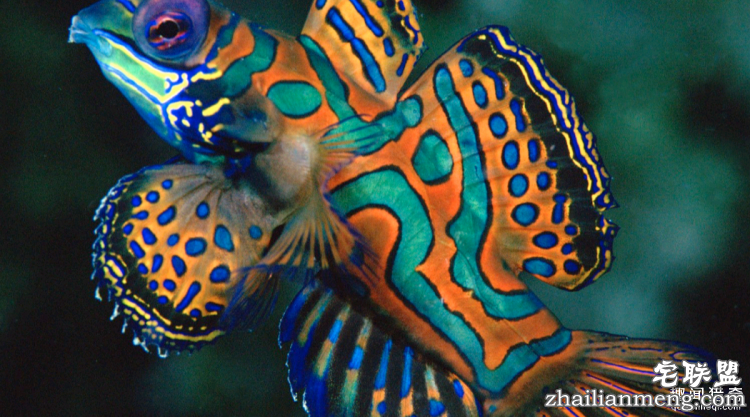 世界上最多彩的动物,看到最后的毛毛虫我炸了