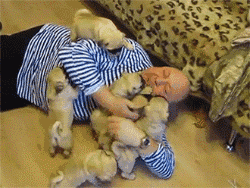 同时养好几只狗狗是一种怎样的体验?你太天真了