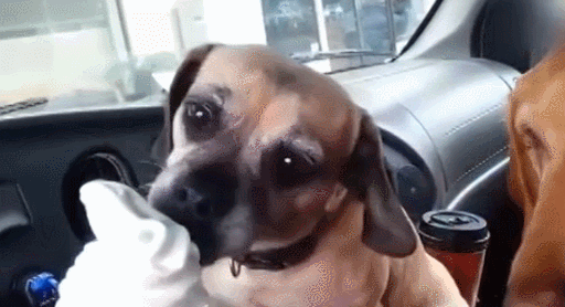 两只汪一起吃冰淇淋，结果…大金毛你太坏啦！