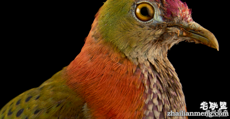 世界上最多彩的动物,看到最后的毛毛虫我炸了