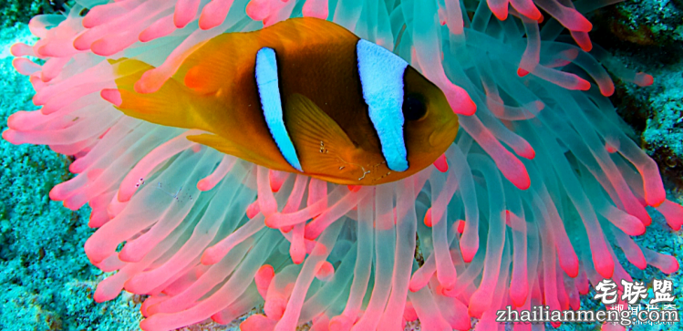 世界上最多彩的动物,看到最后的毛毛虫我炸了