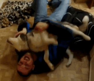 狗狗这十种暴力示爱方式,哪种让你最感动?