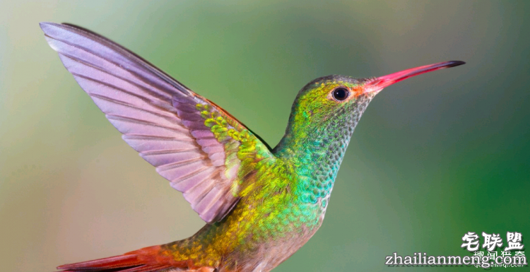 世界上最多彩的动物,看到最后的毛毛虫我炸了