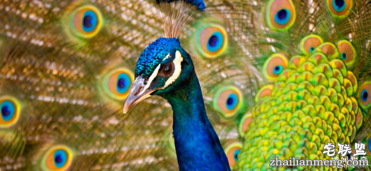 世界上最多彩的动物,看到最后的毛毛虫我炸了