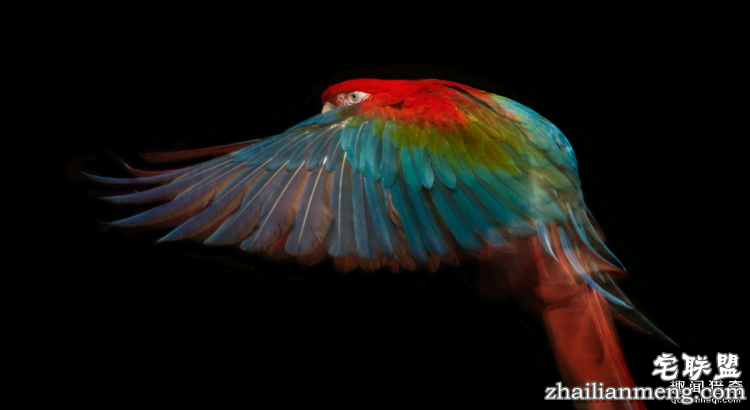 世界上最多彩的动物,看到最后的毛毛虫我炸了