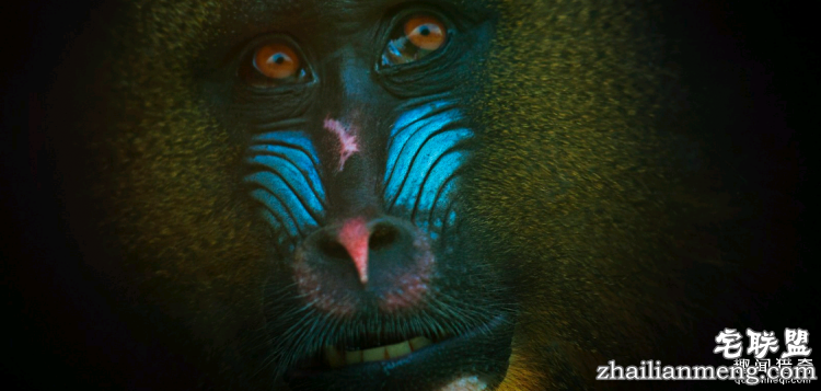 世界上最多彩的动物,看到最后的毛毛虫我炸了