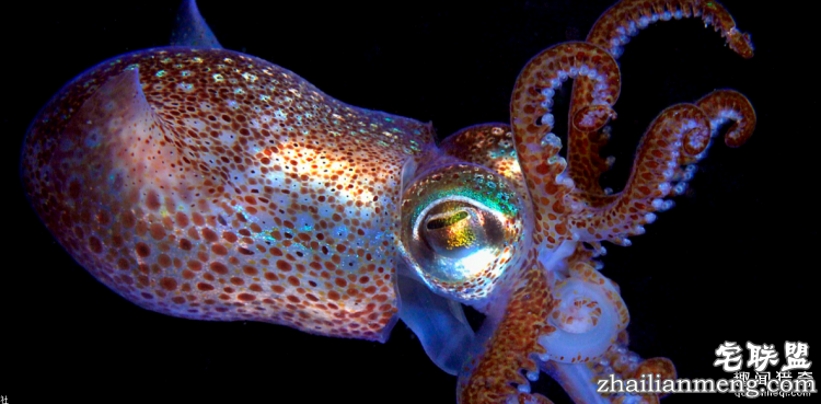 世界上最多彩的动物,看到最后的毛毛虫我炸了
