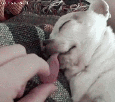 对于汪星人来说,能睡觉的地方就都是床!