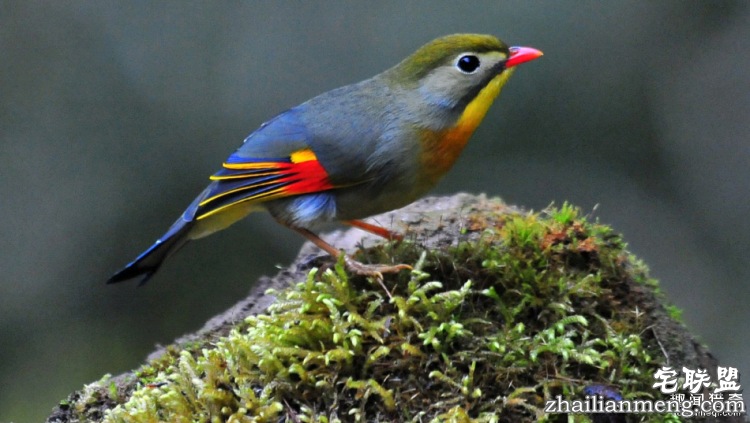 世界上最多彩的动物,看到最后的毛毛虫我炸了