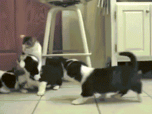 同时养好几只狗狗是一种怎样的体验?你太天真了