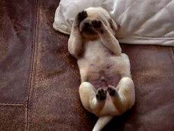 对于汪星人来说,能睡觉的地方就都是床!