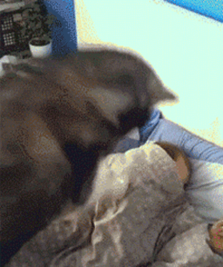 狗狗这十种暴力示爱方式,哪种让你最感动?