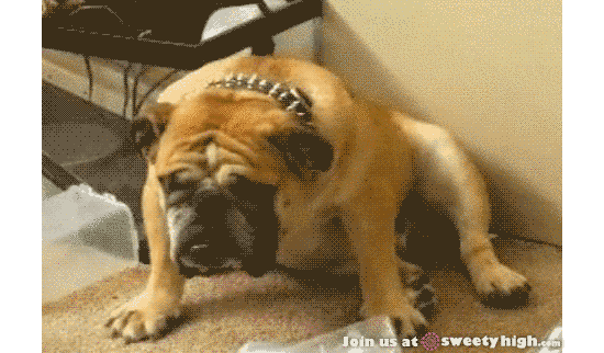 对于汪星人来说,能睡觉的地方就都是床!