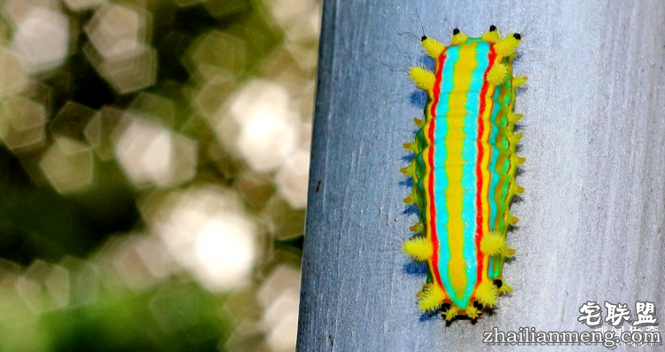 世界上最多彩的动物,看到最后的毛毛虫我炸了