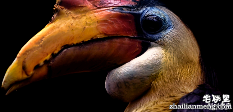 世界上最多彩的动物,看到最后的毛毛虫我炸了