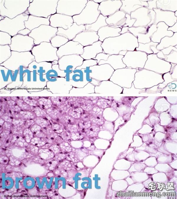 科学已经证实了“只要你睡觉吹冷气”就能瘦身,而且这么做的人还会活得比较长--趣味说