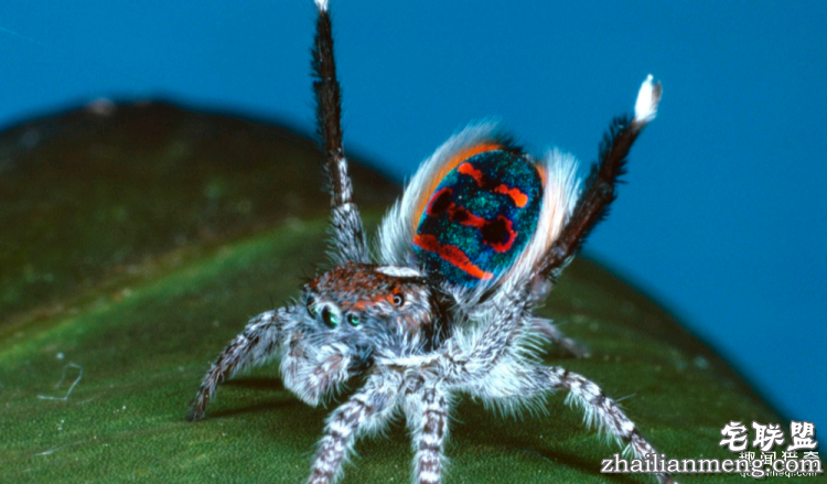 世界上最多彩的动物,看到最后的毛毛虫我炸了