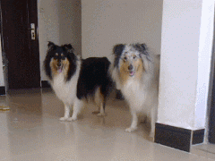 同时养好几只狗狗是一种怎样的体验?你太天真了