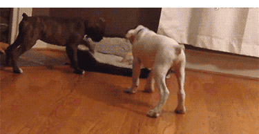 同时养好几只狗狗是一种怎样的体验?你太天真了