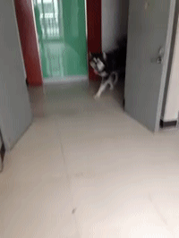 同时养好几只狗狗是一种怎样的体验?你太天真了