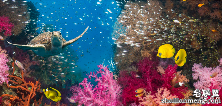 世界上最多彩的动物,看到最后的毛毛虫我炸了