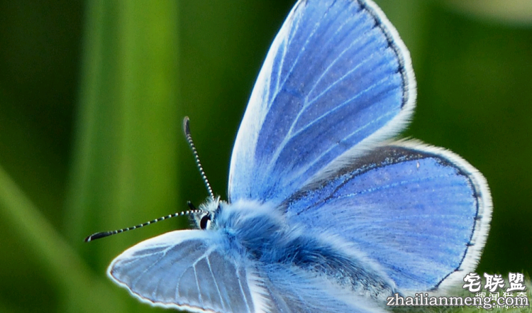 世界上最多彩的动物,看到最后的毛毛虫我炸了