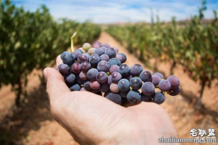 【真相帝】为什么“82年”的拉菲才是最好的?