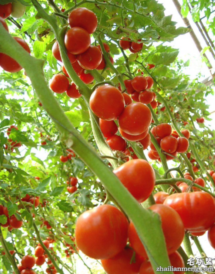 西红柿到底是蔬菜还是水果呢?