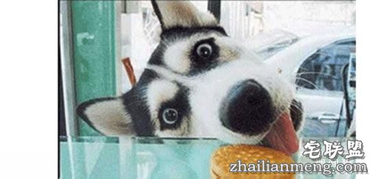 每个养哈士奇的主人，内心都住着一个喜剧之王