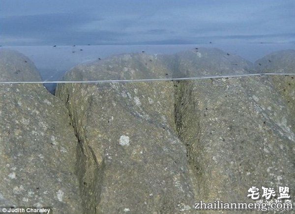 英国绵羊农场被上万蜘蛛入侵:变“盘丝洞”