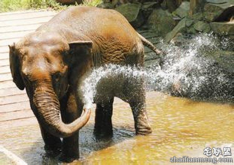 【真相帝】脑袋越大,打哈欠的时间就越长哦