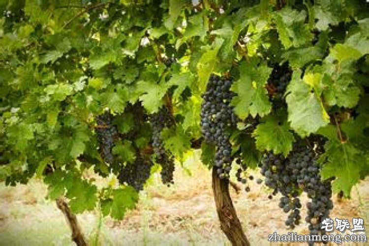 【真相帝】为什么“82年”的拉菲才是最好的?