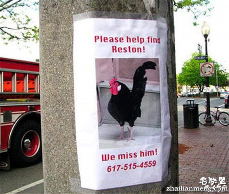 这些外国人太会玩,连找宠物的方式都这么奇特