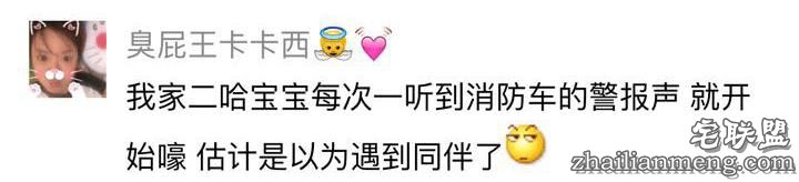 每个养哈士奇的主人，内心都住着一个喜剧之王