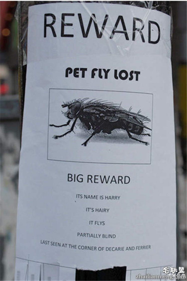 这些外国人太会玩,连找宠物的方式都这么奇特