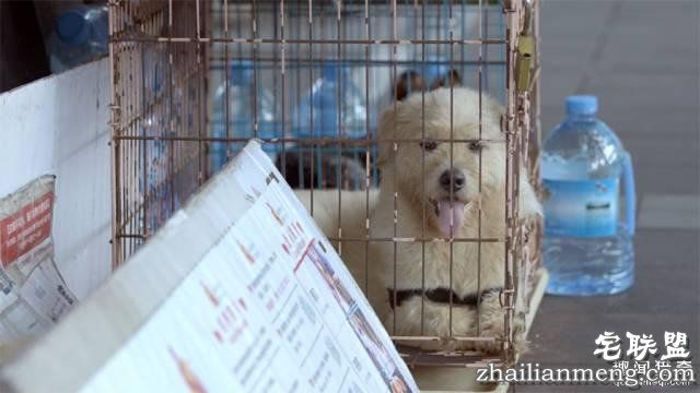 他离开家睡在街头,靠捡垃圾救了3000多条流浪狗