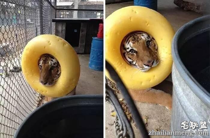 照片神吐槽,看着看着就笑了!