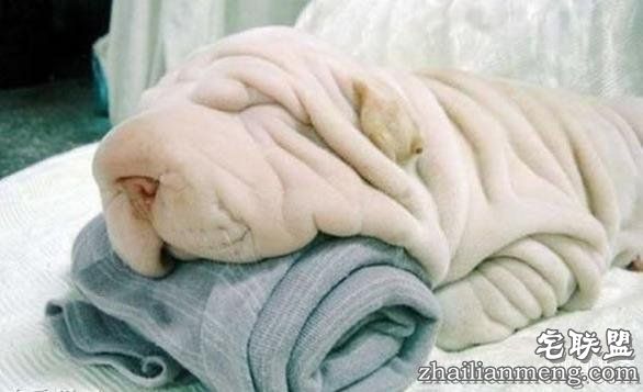 搞笑趣图:他们长得这么像, 真的不是故意的!