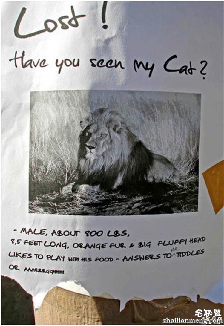 这些外国人太会玩,连找宠物的方式都这么奇特