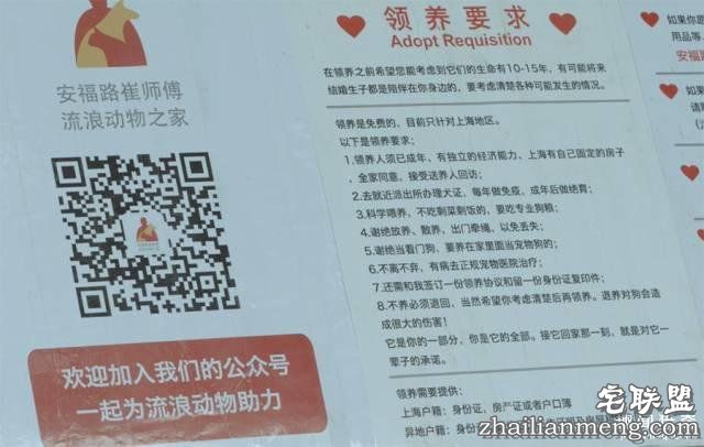 他离开家睡在街头,靠捡垃圾救了3000多条流浪狗