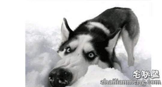 每个养哈士奇的主人，内心都住着一个喜剧之王