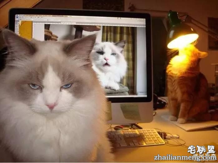 照片神吐槽,看着看着就笑了!