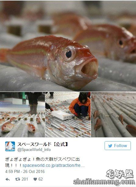 日本游乐园在熘冰场「埋5000隻死鱼」称世界首见,但恐怖血水画面让网友崩溃喊:「脑残吗?!」